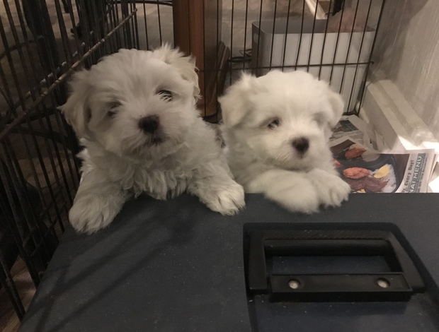 Maltese 3 females pure Maltese puppies