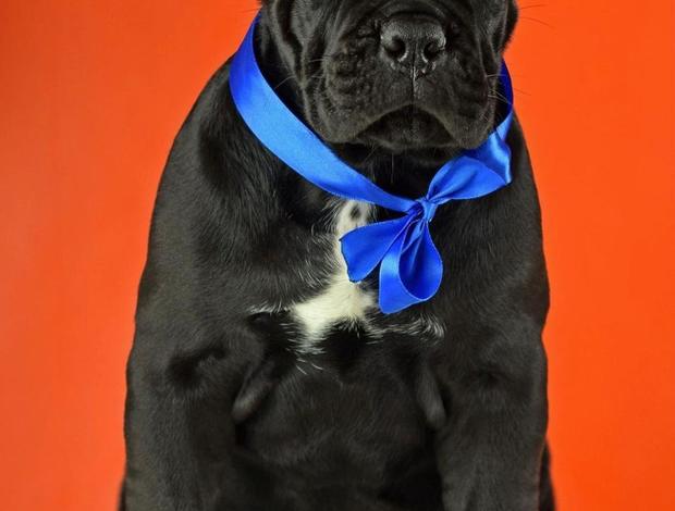 Cane Corso Cane Corso Puppies available  For sale