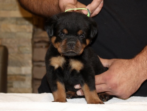 Rottweiler World Class AKC European Rottweiler Puppies