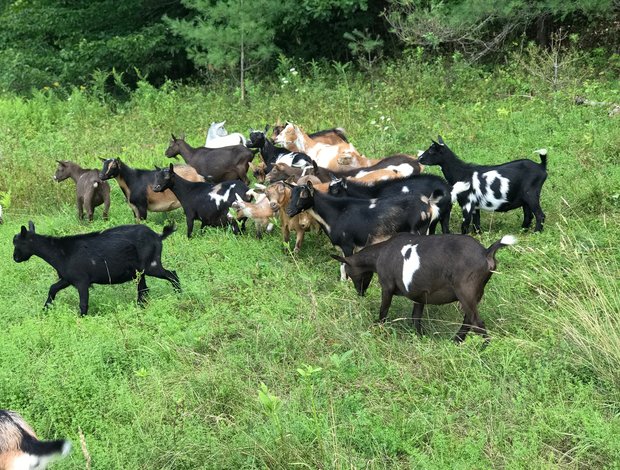 Sheep & Goats Free Goats