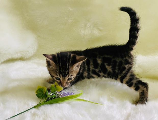 Bengal Lovely Bengal Kittens