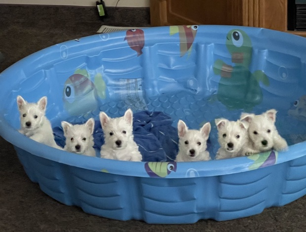 West Highland White Terrier AKC Westie Puppies - READY NOW