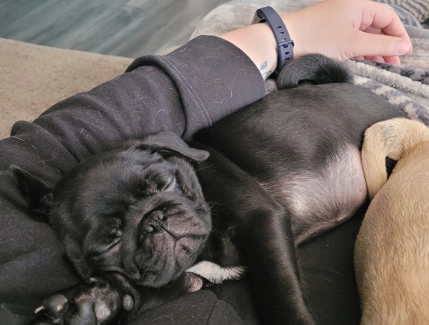 Pug Pugs for Sale Near me Under $500 | Pug Breeders Near me |Cheap Pug Pup