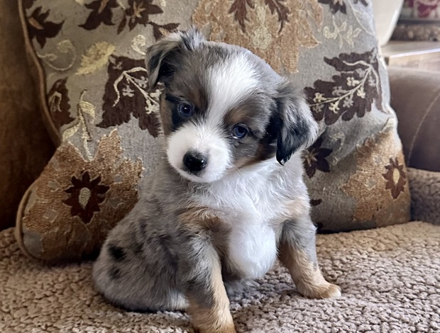 Miniature American Shepherd Rocky Top Kennels