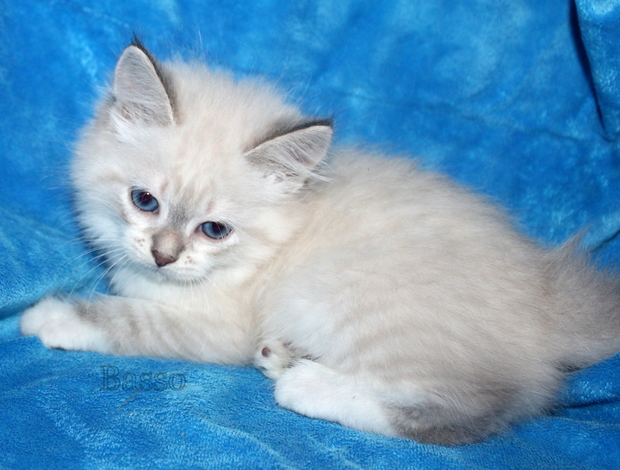 Siberian Beautiful Pure Siberian Kittens ( Neva Masquerade )