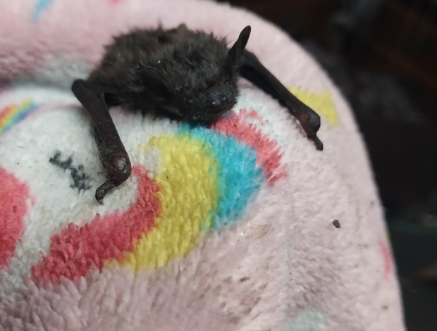 Other exotic animals Baby Evening Bat for sale