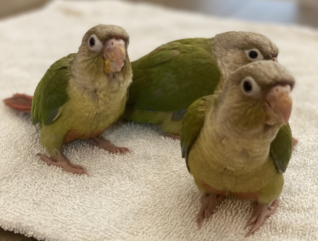 Conure Cinnamon Greencheek Conure