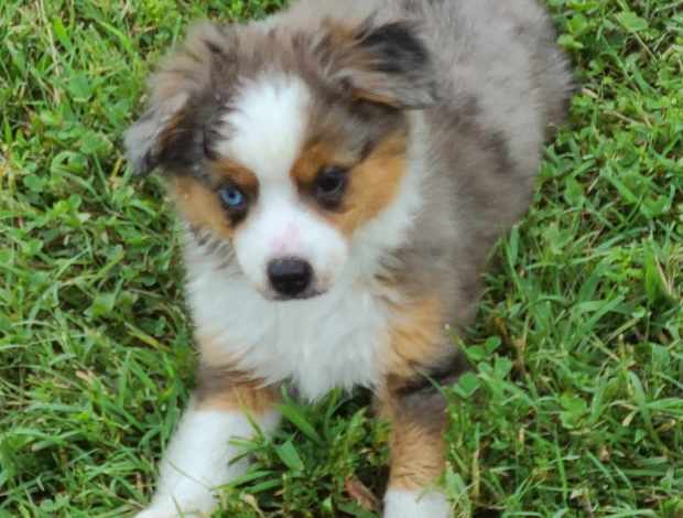 Miniature American Shepherd Mini Aussie and MAS