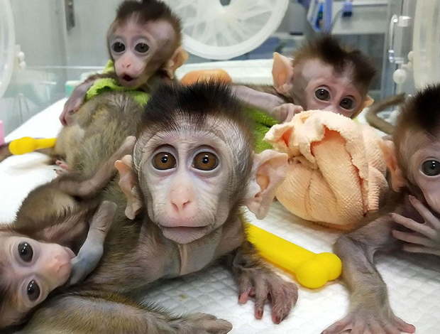 Capuchin Capuchin Monkeys for Sale