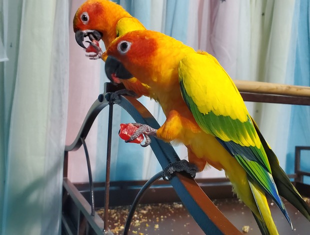 Conure 2 Sun Conures and accessories