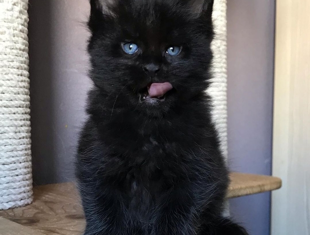 Maine Coon Adorable maine coon kittens