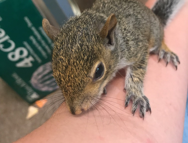 Squirrels Beautiful pair of eastern gray squirrels available