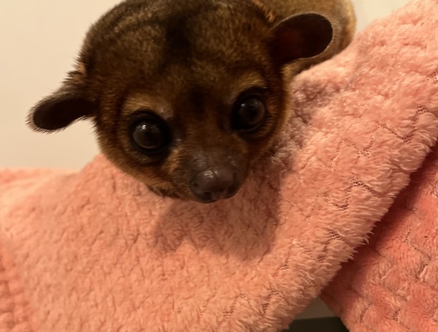 Kinkajou Kinkajou