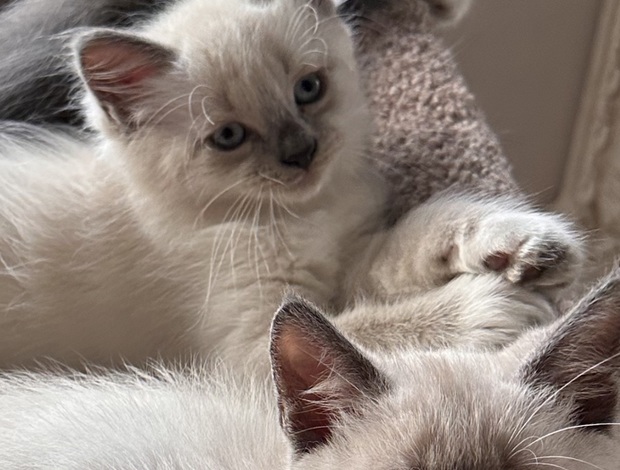 Russian Blue Fluffy Russian Blue/Maine Coon Kittens
