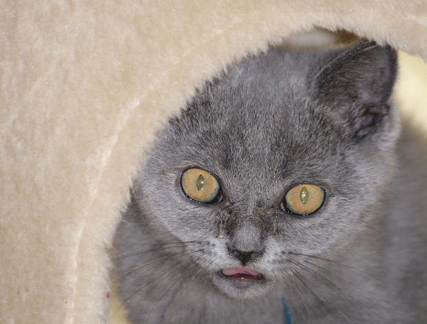 British Shorthair British Shorthair kitten