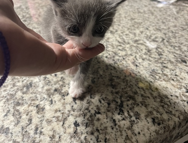 American Shorthair Grey Kitten
