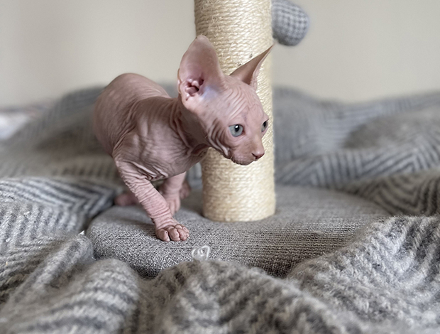Sphynx Adorable, Cream Male Sphynx Kitten - Ready to Leave!