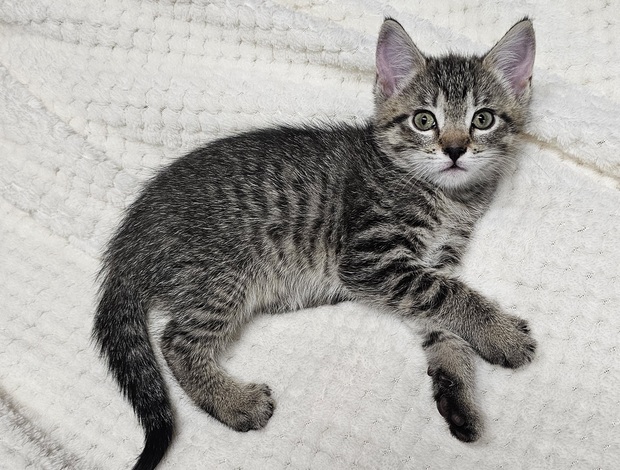 American Shorthair Beautiful kittens