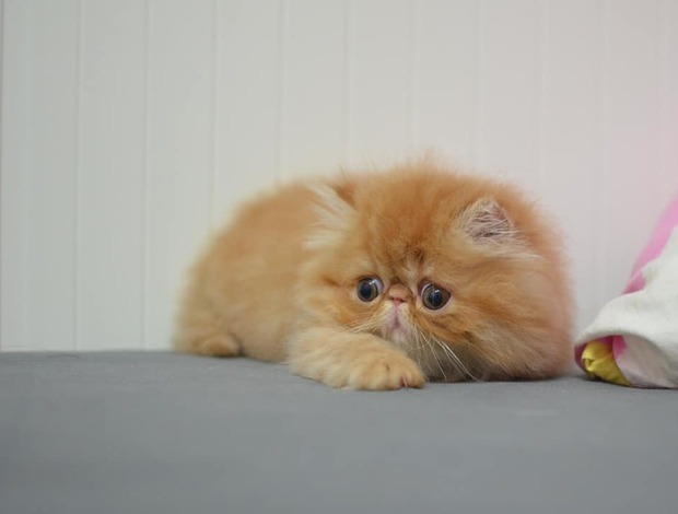 Persian Persian Kittens For Sale