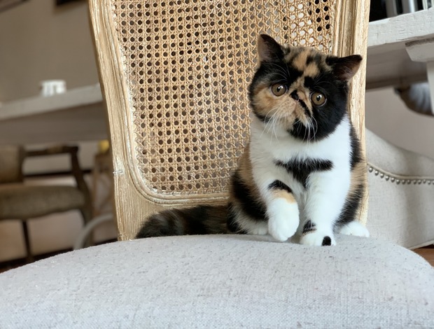 Persian Persian Kittens Available