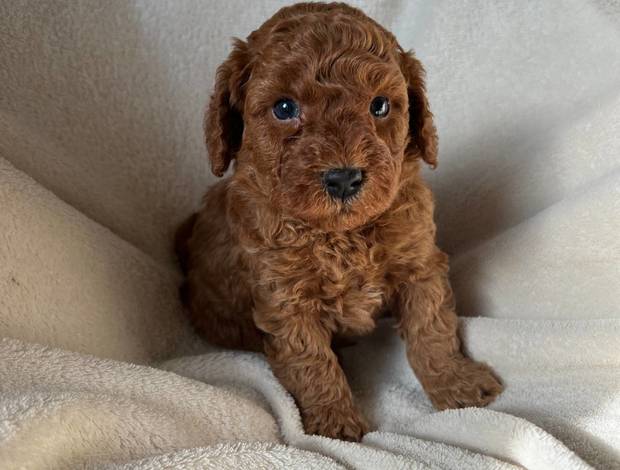 Poodle Toypoodle max