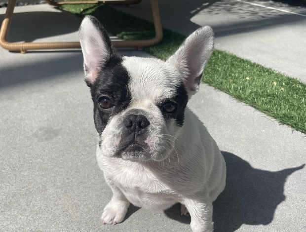 French Bulldog French Bulldog 6 months Female