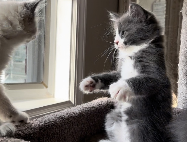 Maine Coon Sweet Maine coon/Russian blue mix kitten