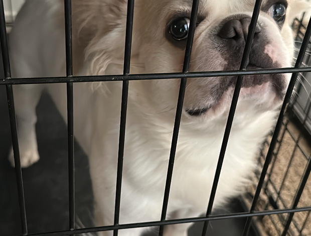 French Bulldog Fluffy French bulldog