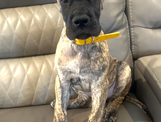 Great Dane AKC Great Dane Brindle puppies