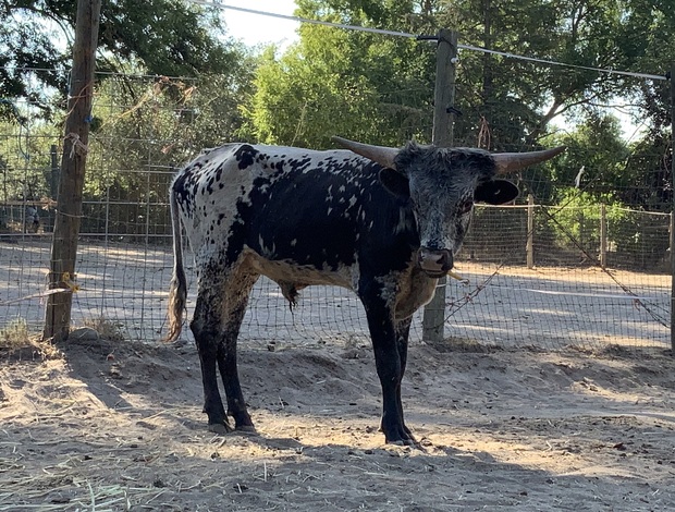 Other farm animals Miniature Texas longhorn