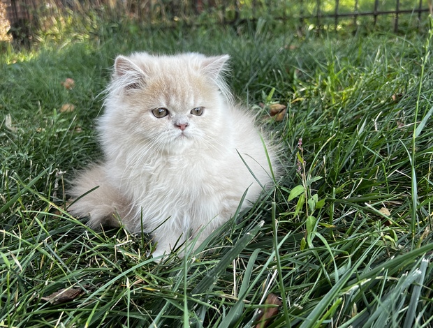 Persian Persian kitten