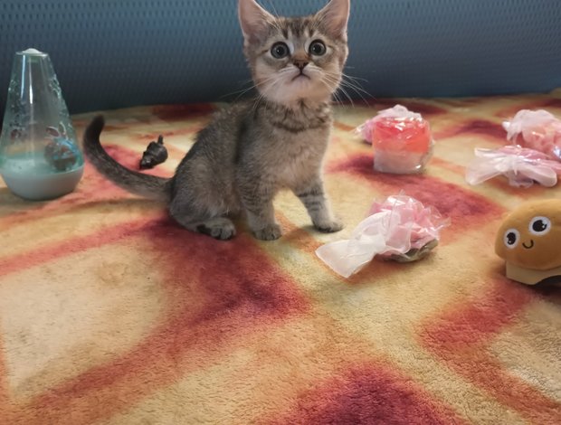 Scottish Fold Scottish fold and straight kittens