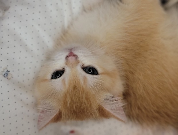 British Shorthair The Cutest British Shorthair