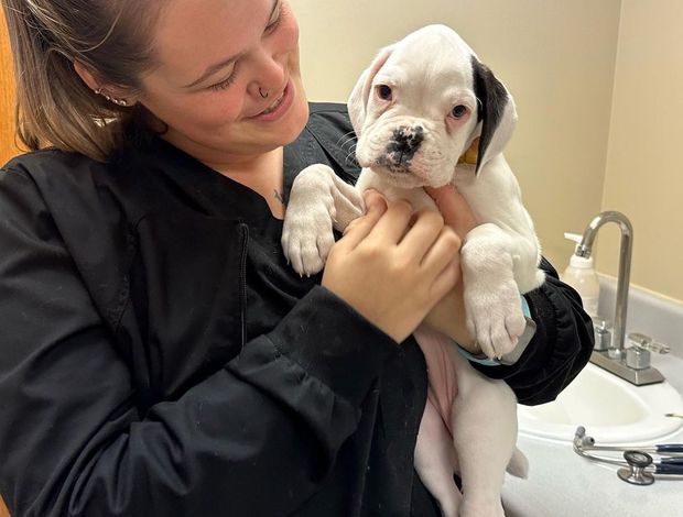 Boxer Riko is ready to go