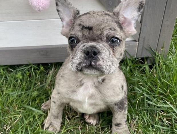 French Bulldog French Bulldog Litter of Puppies For Sale