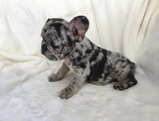 French Bulldog New Shade Merle French bulldog puppies for sale