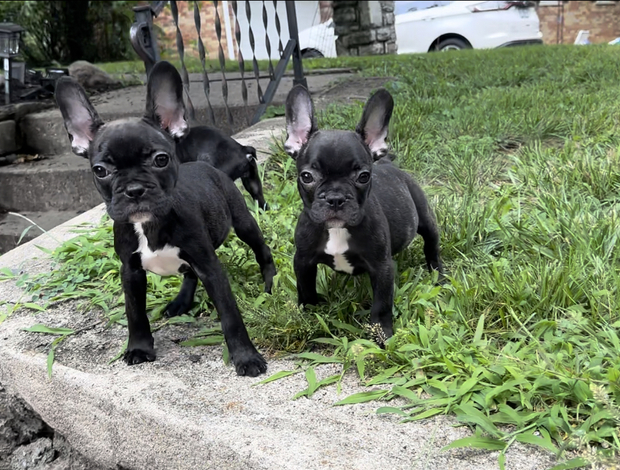 French Bulldog Female French bulldog 4 months old