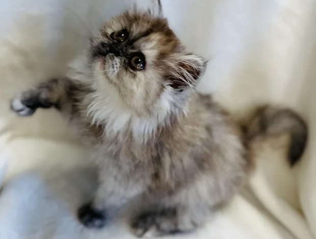 Persian Silver patched tabby female Persian