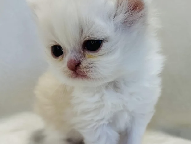 Persian Cream and white Persian male