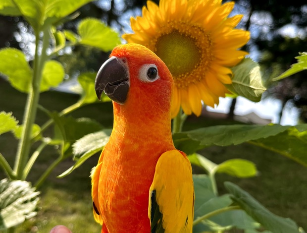 Conure Sun Conure