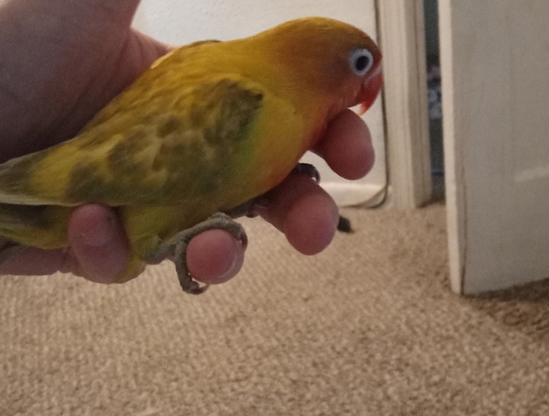 Lovebird Fisher lovebirds