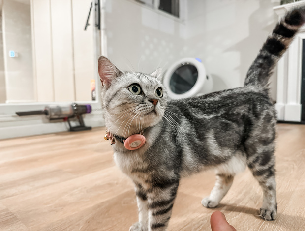 British Shorthair Rehoming Adorable British Shorthair Tabby