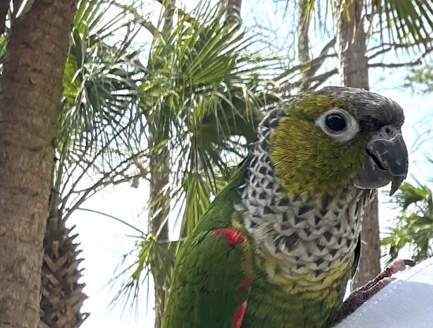 Conure 2 year old black-capped conure DNA tested MALE