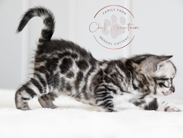 Bengal Silver Bengal with big clouded rosettes