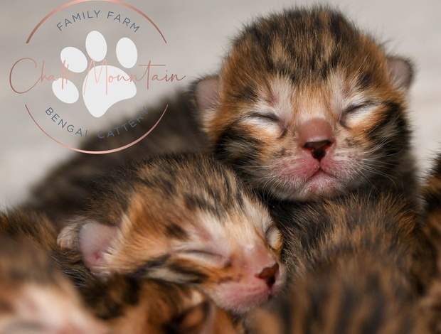 Bengal Brown Bengal Kittens with Beautiful Clear Rosettes