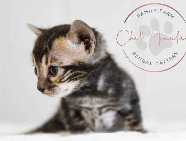 Bengal Marbled Bengal Kitten Available in Texas