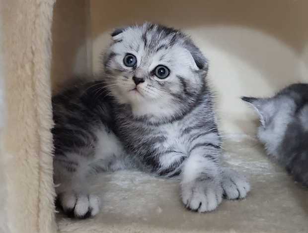 Scottish Fold British/ Scottish kittens