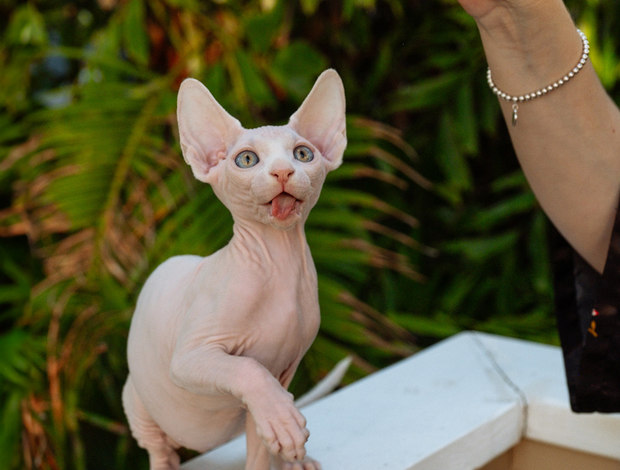 Sphynx Sphynx kittens in Honolulu, Hawaii