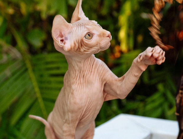 Sphynx Sphynx kittens in Honolulu, Hawaii