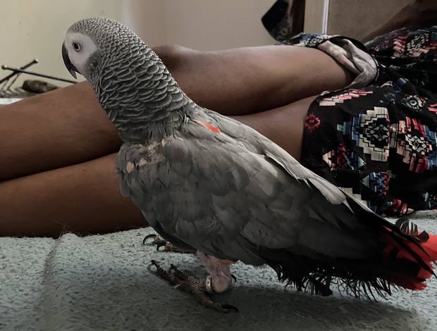 African Grey Parrot Beautiful African Grey Parrot